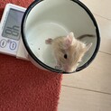 サンドデグーの里親様募集です。