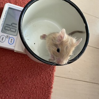 サンドデグーの里親様募集です。