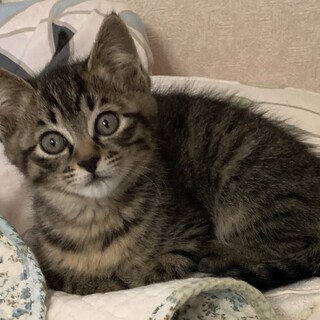 おっとりなキジトラの男の子