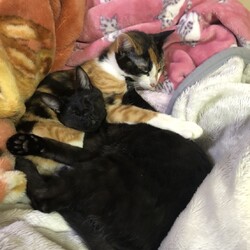 「東西南北シリーズ」サムネイル3