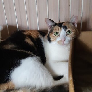 【猫のお家mikeに移籍】もぅもぅ