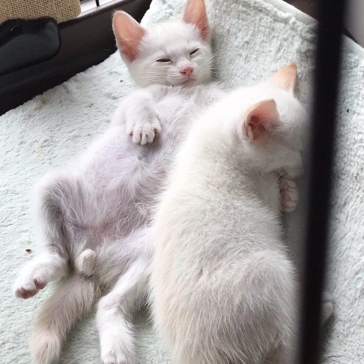 無防備すぎる超甘えん坊な 東京都 猫の里親募集 ペットのおうち 月間利用者150万人