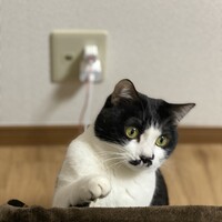 ちこ