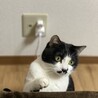 ちこ
