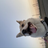 ちくわ