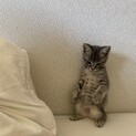 かわいい双子の子猫たち　からし