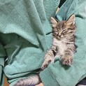 かわいい双子の子猫たち　わさび