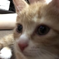 たび