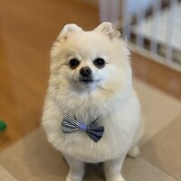 シュウ