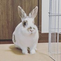 マーブル