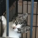 ２ヶ月位～女の子・家族になってくれませんか？