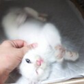 白のホワホワ男の子