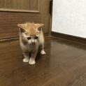 保健所保護猫推定１ヶ月半