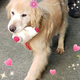 20-W264　人が大好き甘えん坊♪