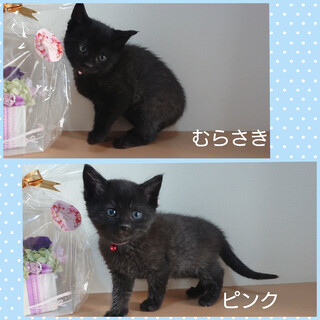 甘えん坊♪ブラックスモーク姉妹☆