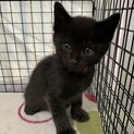 生後1ヶ月半　黒猫ももちゃん