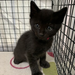 生後1ヶ月半　黒猫ももちゃん