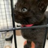 生後1ヶ月半　黒猫ももちゃん サムネイル3