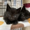 生後1ヶ月半　黒猫ももちゃん サムネイル4
