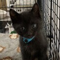 生後1ヶ月半　黒猫あおちゃん