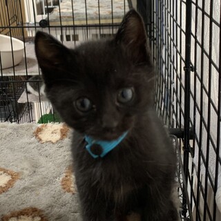 生後1ヶ月半　黒猫あおちゃん