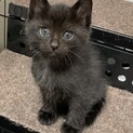 生後1ヶ月　黒猫みどりちゃん
