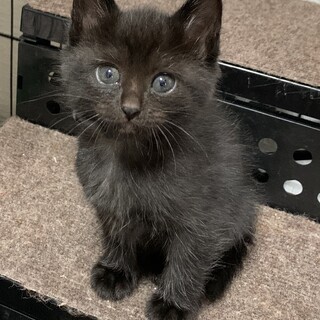 生後1ヶ月　黒猫みどりちゃん