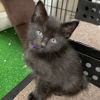 生後1ヶ月半　黒猫むらさきちゃん