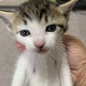 生後1ヶ月 キジ白みかんちゃん