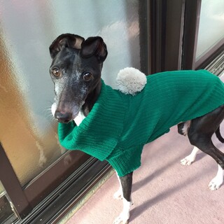 人懐っこい元気な子です☆