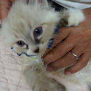 お見合い決定：とりもち3兄妹長毛シャムMIXランス