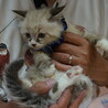 お見合い決定：とりもち3兄妹長毛シャムMIXランス サムネイル5