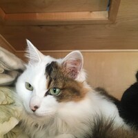 マコト