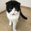 【1歳】スコティッシュフォールドの男の子です