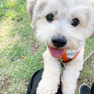 1歳の小型犬ミックス　お散歩が大好きな男の子！