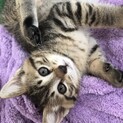 生後２か月　キジトラの子猫