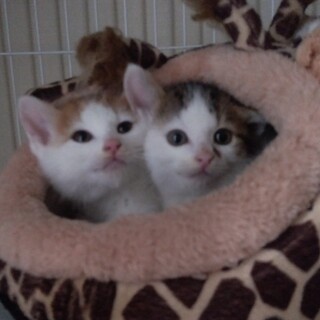 里親決定⚫1.5カ月の子猫きょうだい