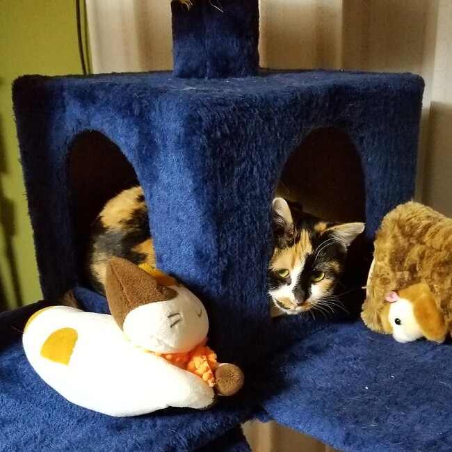 ねこ部屋405のカバー写真