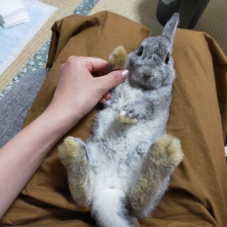 【6/2現在募集中】べべ【かくれんぼーず】