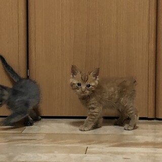 ありがとうございます★ボブテールの茶虎くん