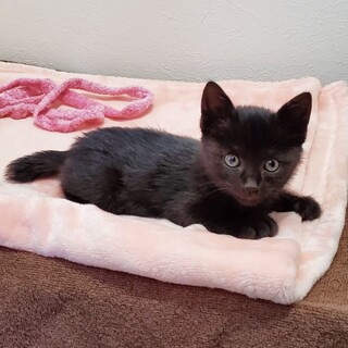 愛くるしい子猫くん【2ヶ月】