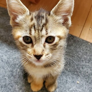 ひまりちゃん、ずっとのお家が決まりました