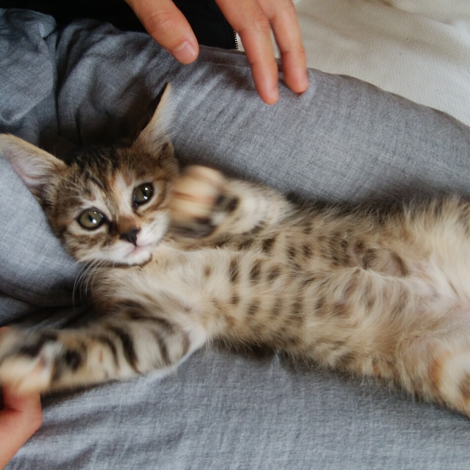 reinaのカバー写真