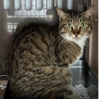 処分対象になります。収容期限6/4朝迄