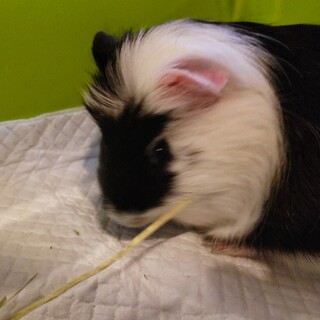 里親決定⭐保護モル　2020/1～2生♀️双葉