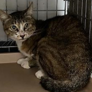 譲渡されました。本当に有難うございました。