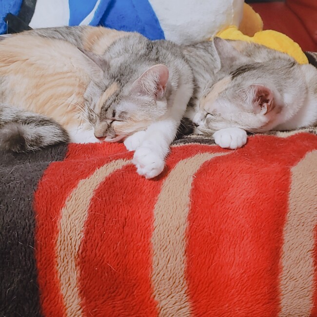 あまおういちごののカバー写真