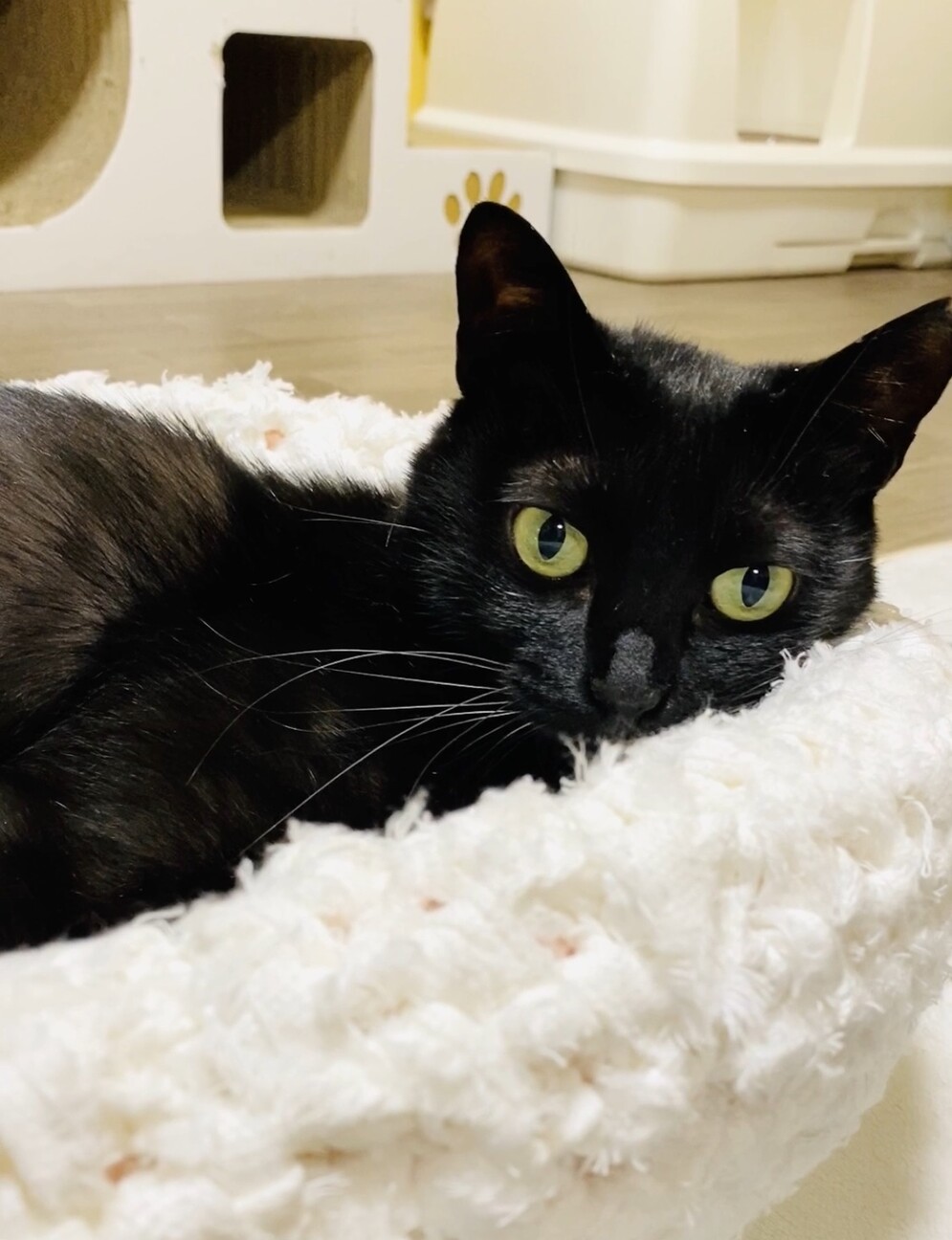 黒猫甘ったれ❤︎全抜歯の」埼玉県 - 猫の里親募集(312530
