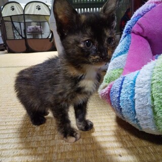 美サビ警察遺棄子猫