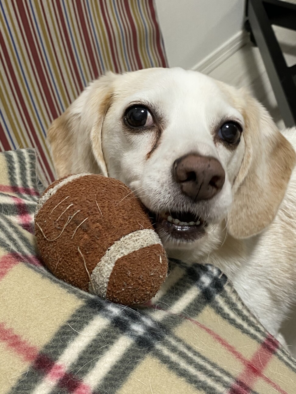 スカッシュ